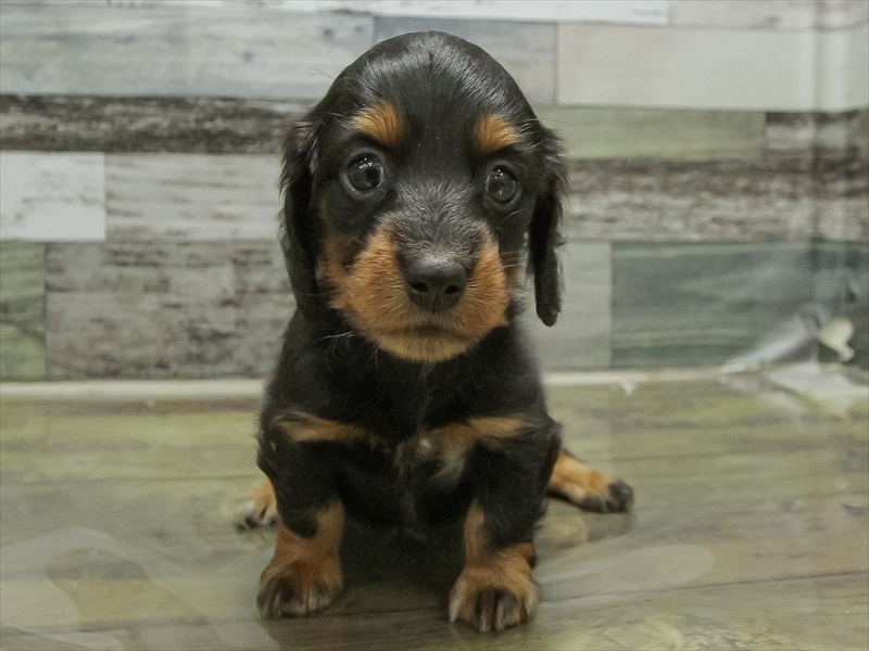 愛知県のミニチュアダックスフンド(ロング) (ワンラブ名古屋守山インター総本店/2026年2月2日生まれ/女の子/ブラックタン)の子犬の3枚目の画像