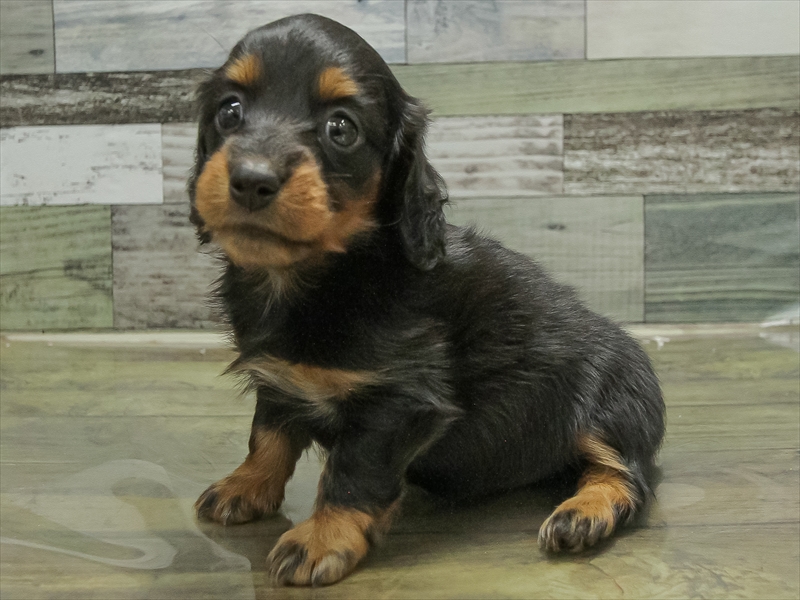 愛知県のミニチュアダックスフンド(ロング) (ワンラブ名古屋守山インター総本店/2026年2月2日生まれ/女の子/ブラックタン)の子犬の2枚目の画像