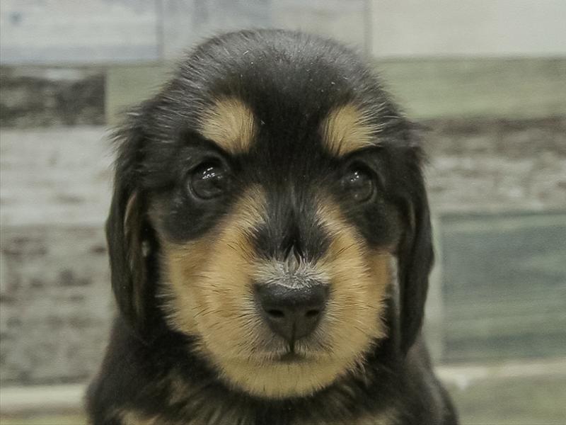 愛知県のミニチュアダックスフンド(ロング) (ワンラブ名古屋守山インター総本店/2026年2月2日生まれ/女の子/ブラックタン)の子犬の1枚目の画像