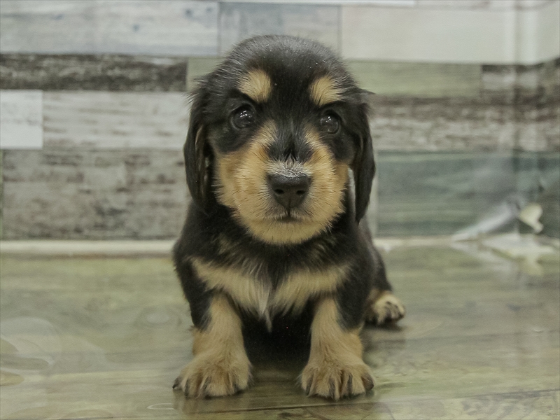 愛知県のミニチュアダックスフンド(ロング) (ワンラブ名古屋守山インター総本店/2026年2月2日生まれ/女の子/ブラックタン)の子犬の3枚目の画像