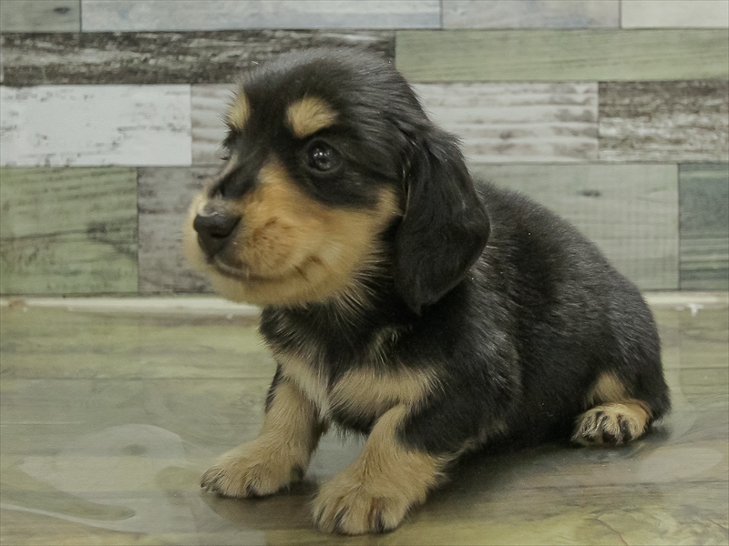 愛知県のミニチュアダックスフンド(ロング) (ワンラブ名古屋守山インター総本店/2026年2月2日生まれ/女の子/ブラックタン)の子犬の2枚目の画像