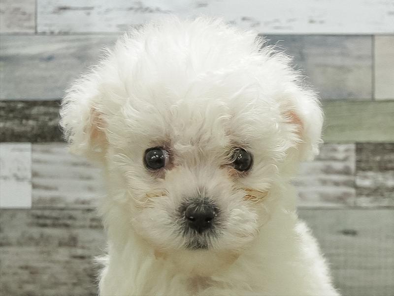 愛知県のビションフリーゼ (ワンラブ名古屋守山インター総本店/2026年1月28日生まれ/女の子/ホワイト)の子犬の1枚目の画像