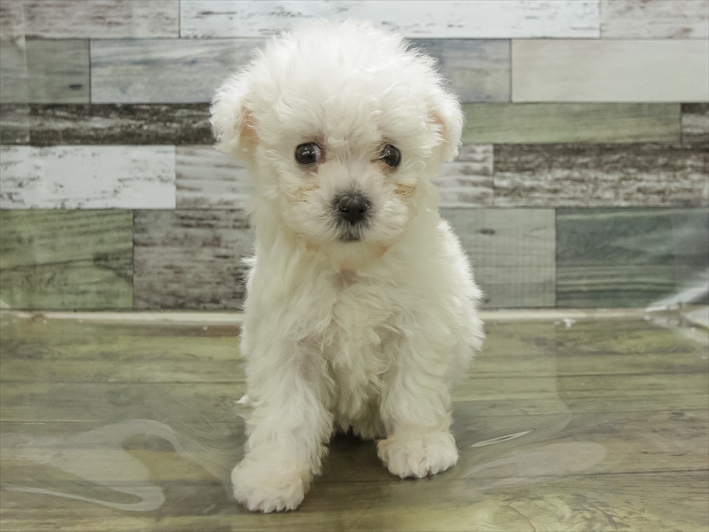 愛知県のビションフリーゼ (ワンラブ名古屋守山インター総本店/2026年1月28日生まれ/女の子/ホワイト)の子犬の3枚目の画像