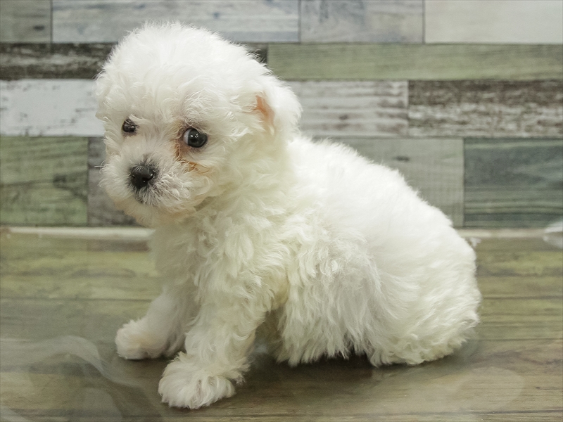 愛知県のビションフリーゼ (ワンラブ名古屋守山インター総本店/2026年1月28日生まれ/女の子/ホワイト)の子犬の2枚目の画像