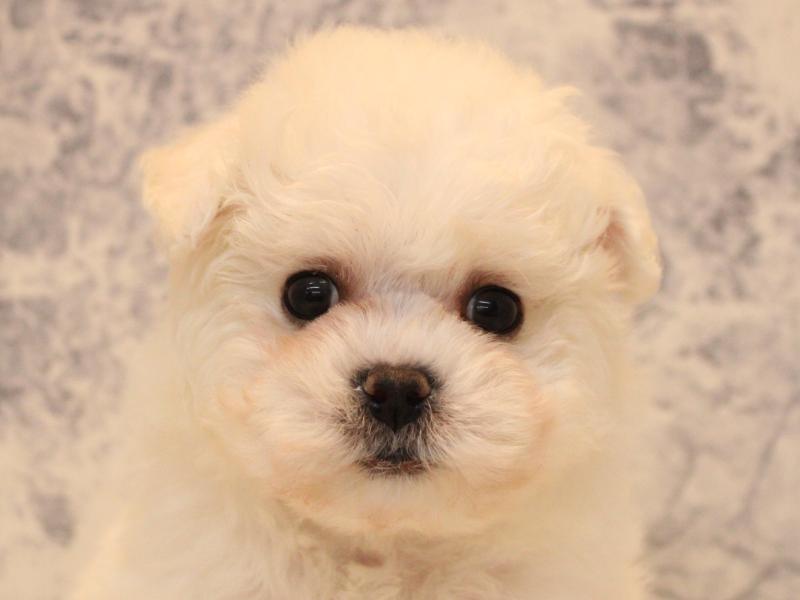 東京都のビションフリーゼ (ワンラブカインズ八王子長房店/2026年1月28日生まれ/男の子/ホワイト)の子犬の1枚目の画像