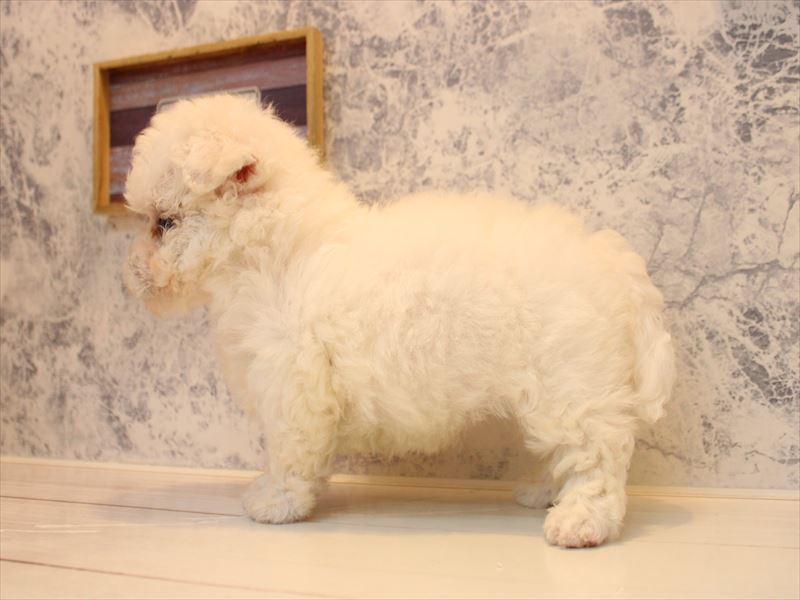 東京都のビションフリーゼ (ワンラブカインズ八王子長房店/2026年1月28日生まれ/男の子/ホワイト)の子犬の3枚目の画像