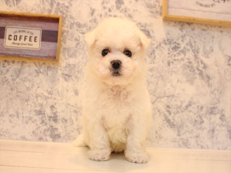 東京都のビションフリーゼ (ワンラブカインズ八王子長房店/2026年1月28日生まれ/男の子/ホワイト)の子犬の2枚目の画像