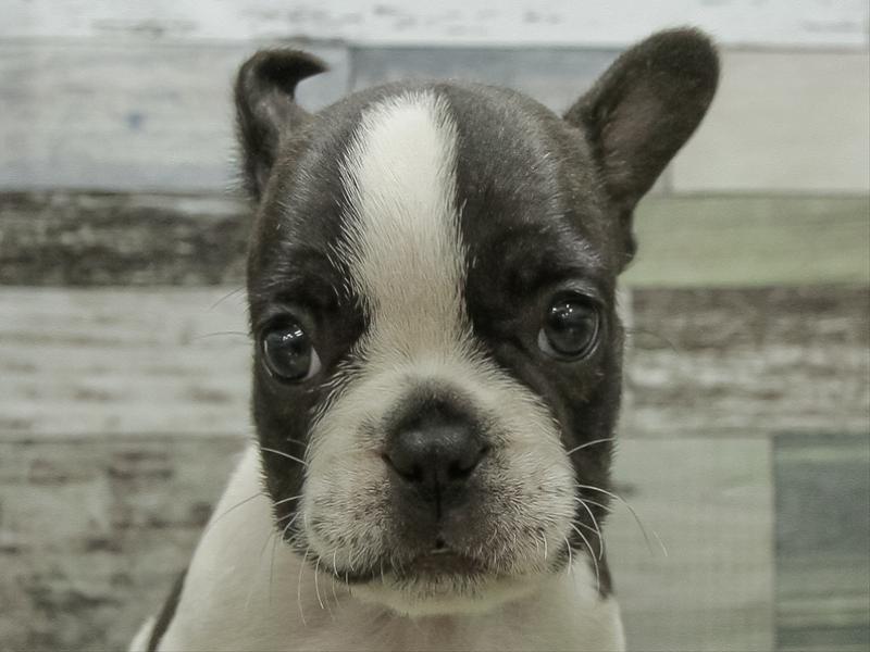 愛知県のフレンチブルドッグ (ワンラブ名古屋守山インター総本店/2026年1月30日生まれ/女の子/パイド)の子犬の1枚目の画像
