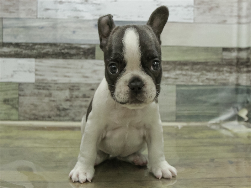 愛知県のフレンチブルドッグ (ワンラブ名古屋守山インター総本店/2026年1月30日生まれ/女の子/パイド)の子犬の3枚目の画像