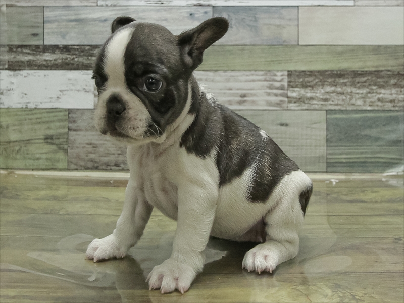 愛知県のフレンチブルドッグ (ワンラブ名古屋守山インター総本店/2026年1月30日生まれ/女の子/パイド)の子犬の2枚目の画像