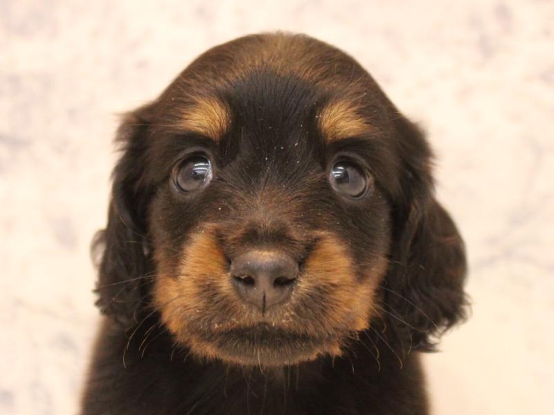 神奈川県のミニチュアダックスフンド(ロング) (ワンラブカインズ三浦店/2026年2月1日生まれ/男の子/ブラックタン)の子犬の1枚目の画像