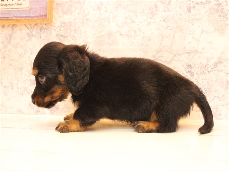 神奈川県のミニチュアダックスフンド(ロング) (ワンラブカインズ三浦店/2026年2月1日生まれ/男の子/ブラックタン)の子犬の3枚目の画像