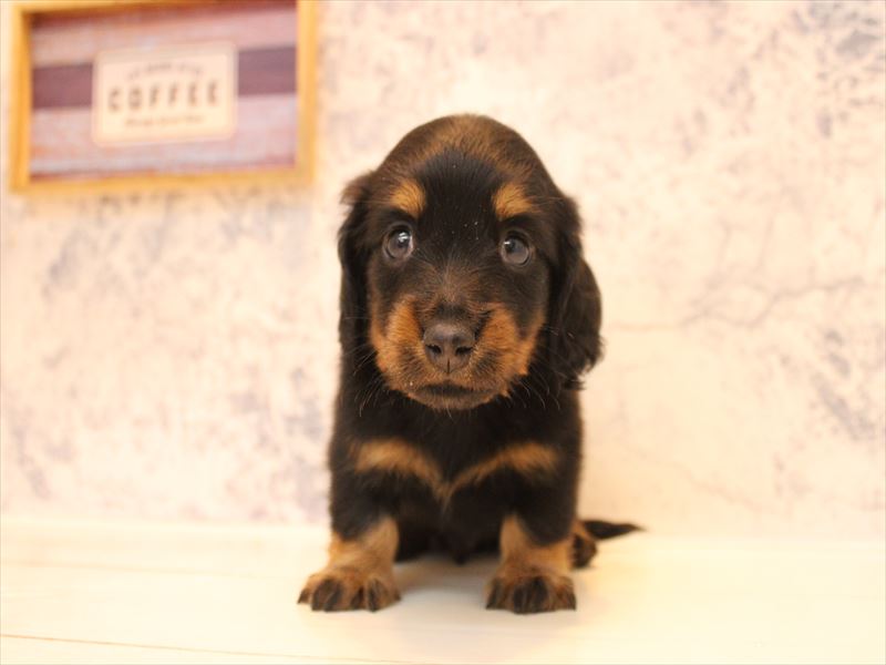 神奈川県のミニチュアダックスフンド(ロング) (ワンラブカインズ三浦店/2026年2月1日生まれ/男の子/ブラックタン)の子犬の2枚目の画像