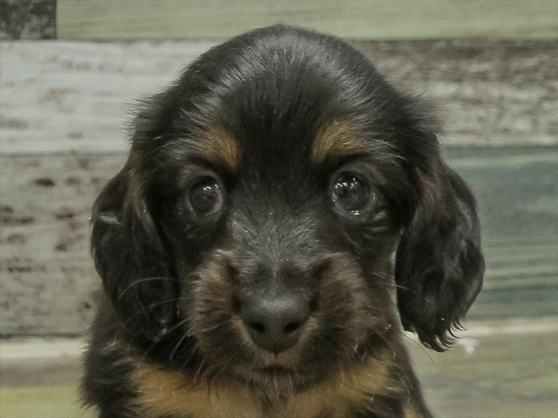 愛知県のミニチュアダックスフンド(ロング) (ワンラブ名古屋守山インター総本店/2026年2月1日生まれ/男の子/ブラックタン)の子犬の1枚目の画像