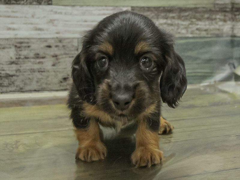 愛知県のミニチュアダックスフンド(ロング) (ワンラブ名古屋守山インター総本店/2026年2月1日生まれ/男の子/ブラックタン)の子犬の3枚目の画像