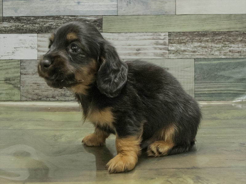 愛知県のミニチュアダックスフンド(ロング) (ワンラブ名古屋守山インター総本店/2026年2月1日生まれ/男の子/ブラックタン)の子犬の2枚目の画像