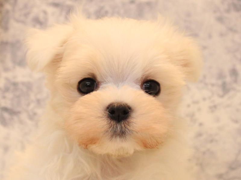 青森県のマルチーズ (ワンラブエルムの街店/2026年2月2日生まれ/男の子/ホワイト)の子犬の1枚目の画像