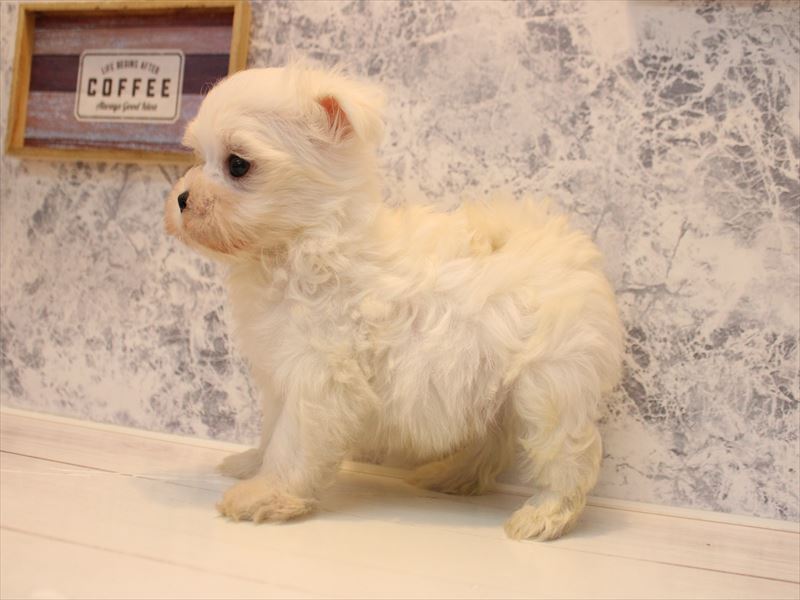 青森県のマルチーズ (ワンラブエルムの街店/2026年2月2日生まれ/男の子/ホワイト)の子犬の3枚目の画像