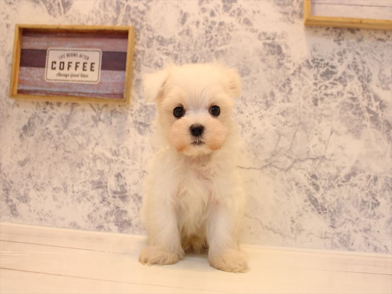 青森県のマルチーズ (ワンラブエルムの街店/2026年2月2日生まれ/男の子/ホワイト)の子犬の2枚目の画像