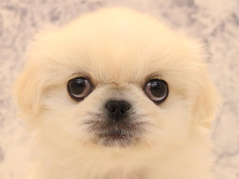 東京都のペキニーズ (ワンラブ有明ガーデン東京本店/2026年2月3日生まれ/女の子/ホワイト)の子犬の1枚目の画像