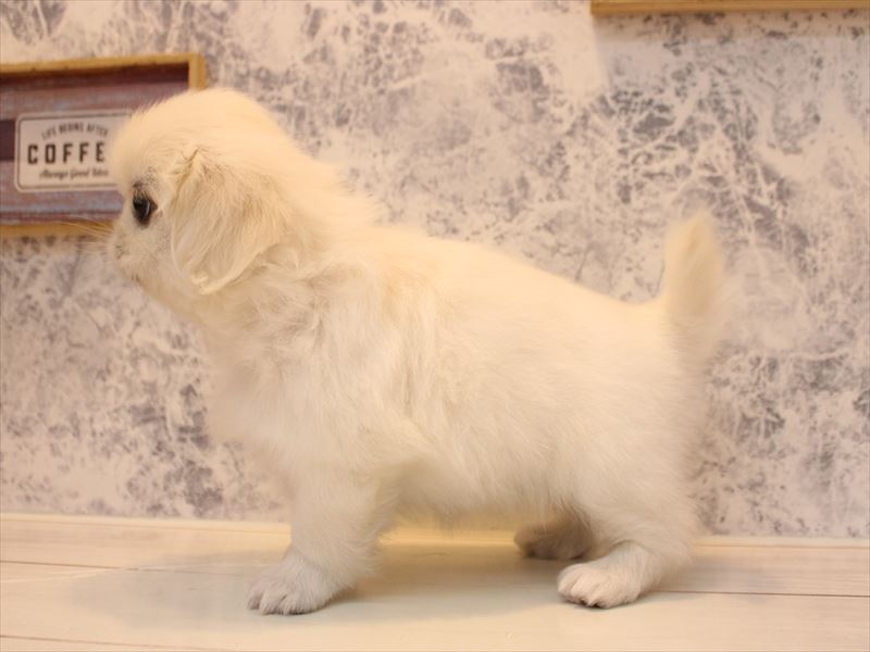 東京都のペキニーズ (ワンラブ有明ガーデン東京本店/2026年2月3日生まれ/女の子/ホワイト)の子犬の3枚目の画像