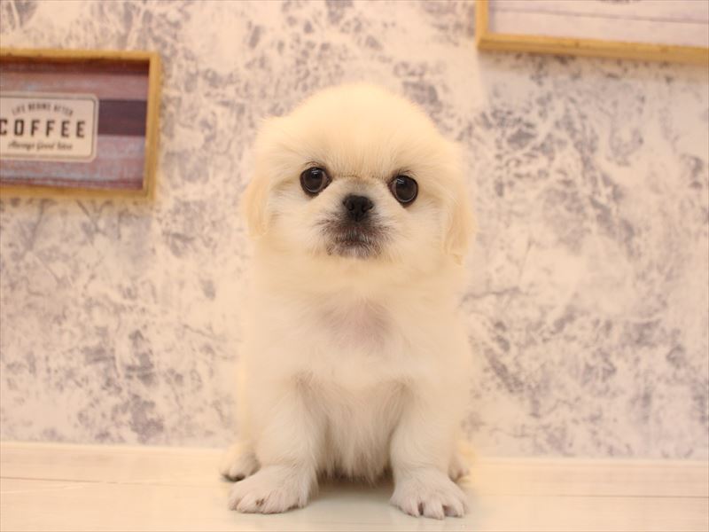 東京都のペキニーズ (ワンラブ有明ガーデン東京本店/2026年2月3日生まれ/女の子/ホワイト)の子犬の2枚目の画像