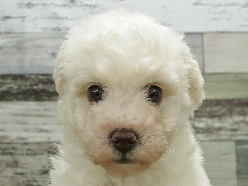 愛知県のビションフリーゼ (ワンラブ名古屋守山インター総本店/2026年2月1日生まれ/女の子/ホワイト)の子犬の1枚目の画像