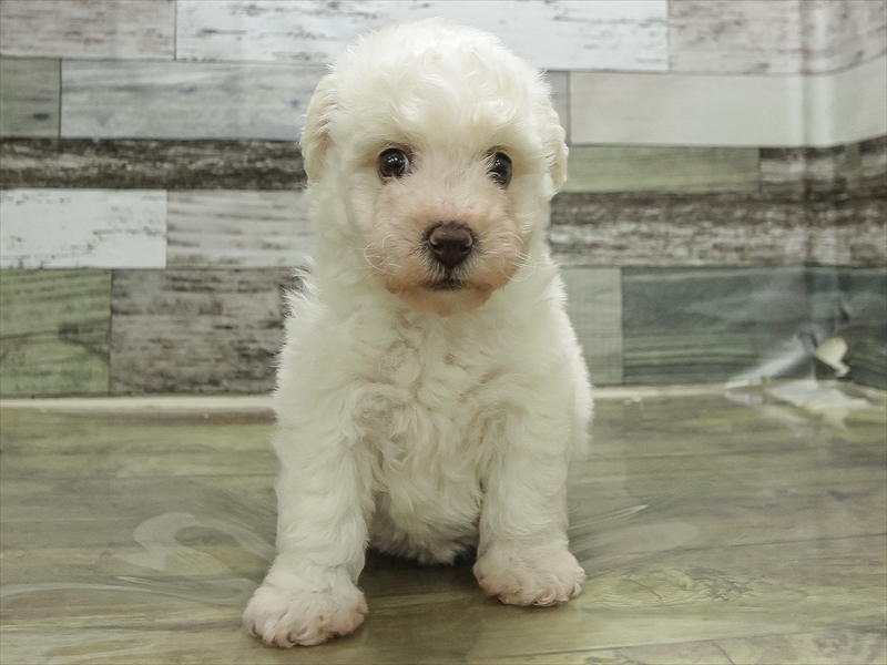 愛知県のビションフリーゼ (ワンラブ名古屋守山インター総本店/2026年2月1日生まれ/女の子/ホワイト)の子犬の3枚目の画像