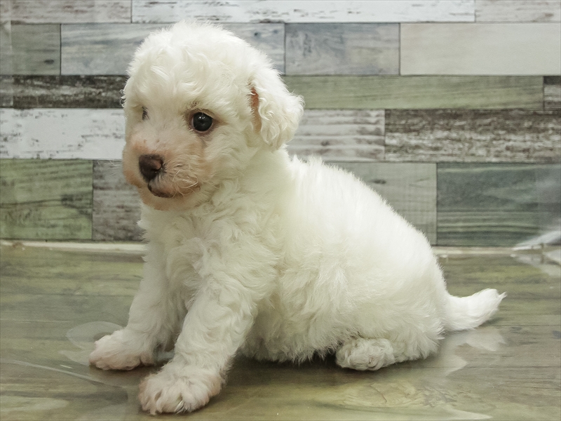 愛知県のビションフリーゼ (ワンラブ名古屋守山インター総本店/2026年2月1日生まれ/女の子/ホワイト)の子犬の2枚目の画像