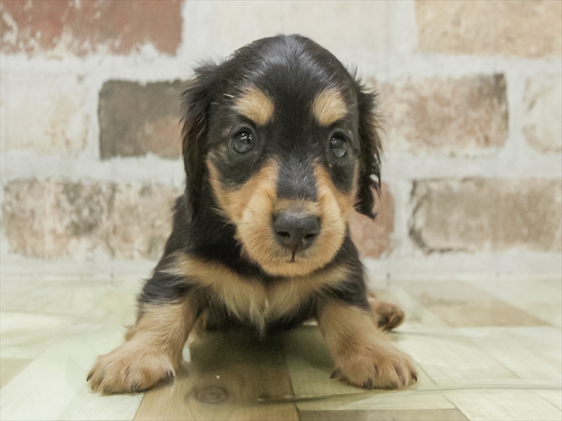 愛知県のミニチュアダックスフンド(ロング) (ワンラブ名古屋守山インター総本店/2026年2月3日生まれ/男の子/ブラックタン)の子犬の3枚目の画像