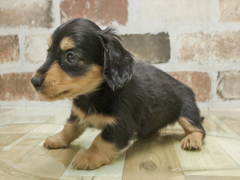 愛知県のミニチュアダックスフンド(ロング) (ワンラブ名古屋守山インター総本店/2026年2月3日生まれ/男の子/ブラックタン)の子犬の2枚目の画像