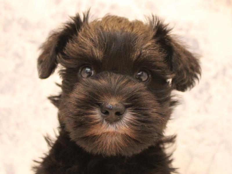 埼玉県のミニチュアシュナウザー (ワンラブ埼玉寄居店/2026年2月1日生まれ/女の子/ブラックシルバー)の子犬の1枚目の画像