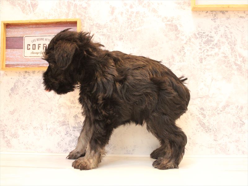 埼玉県のミニチュアシュナウザー (ワンラブ埼玉寄居店/2026年2月1日生まれ/女の子/ブラックシルバー)の子犬の3枚目の画像