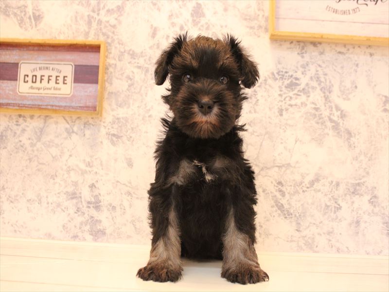 埼玉県のミニチュアシュナウザー (ワンラブ埼玉寄居店/2026年2月1日生まれ/女の子/ブラックシルバー)の子犬の2枚目の画像