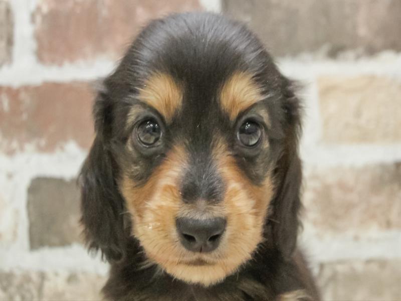 愛知県のミニチュアダックスフンド(ロング) (ワンラブ名古屋守山インター総本店/2026年2月2日生まれ/男の子/ブラックタン)の子犬の1枚目の画像