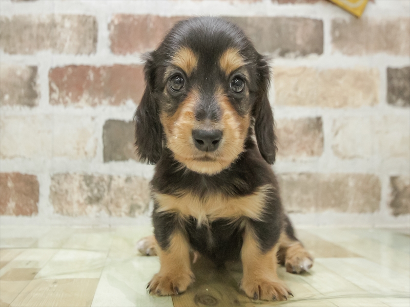 愛知県のミニチュアダックスフンド(ロング) (ワンラブ名古屋守山インター総本店/2026年2月2日生まれ/男の子/ブラックタン)の子犬の3枚目の画像