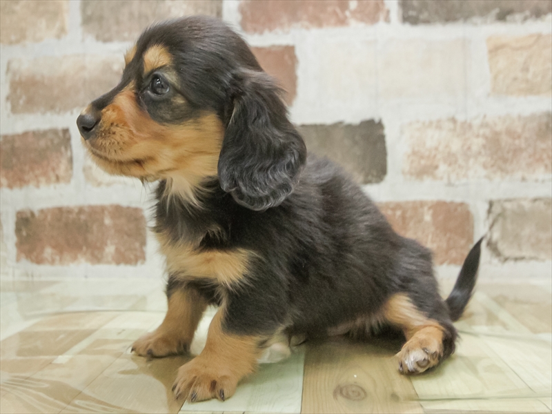 愛知県のミニチュアダックスフンド(ロング) (ワンラブ名古屋守山インター総本店/2026年2月2日生まれ/男の子/ブラックタン)の子犬の2枚目の画像