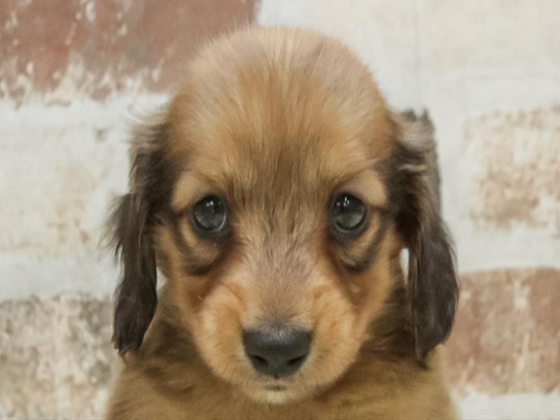 愛知県のミニチュアダックスフンド(ロング) (ワンラブ名古屋守山インター総本店/2026年2月2日生まれ/男の子/レッド)の子犬の1枚目の画像