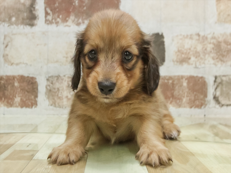 愛知県のミニチュアダックスフンド(ロング) (ワンラブ名古屋守山インター総本店/2026年2月2日生まれ/男の子/レッド)の子犬の3枚目の画像