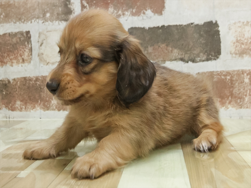 愛知県のミニチュアダックスフンド(ロング) (ワンラブ名古屋守山インター総本店/2026年2月2日生まれ/男の子/レッド)の子犬の2枚目の画像