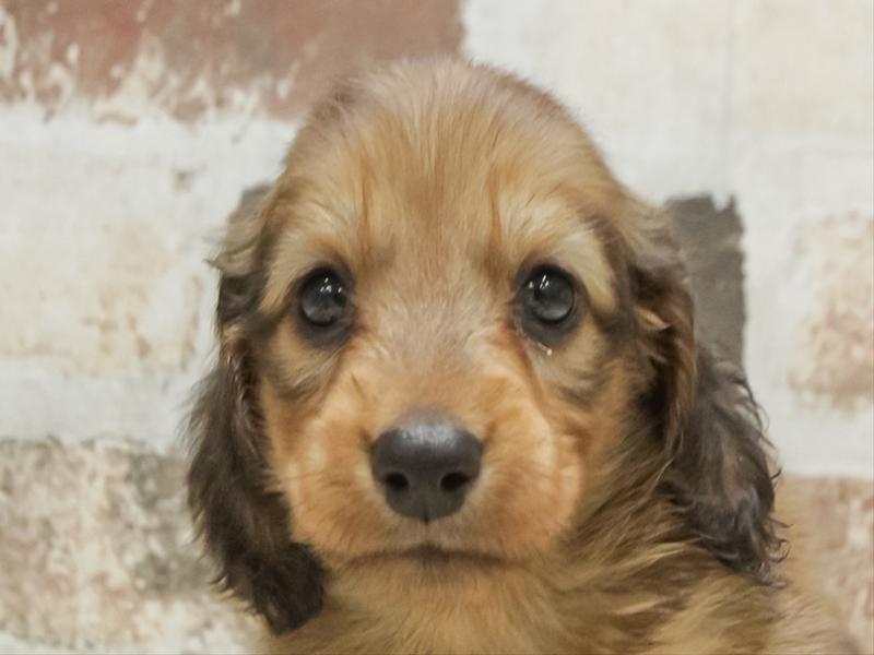 愛知県のミニチュアダックスフンド(ロング) (ワンラブ名古屋守山インター総本店/2026年2月2日生まれ/男の子/レッド)の子犬の1枚目の画像