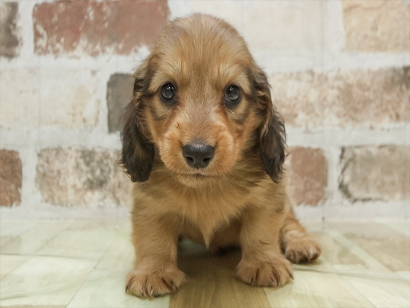 愛知県のミニチュアダックスフンド(ロング) (ワンラブ名古屋守山インター総本店/2026年2月2日生まれ/男の子/レッド)の子犬の3枚目の画像