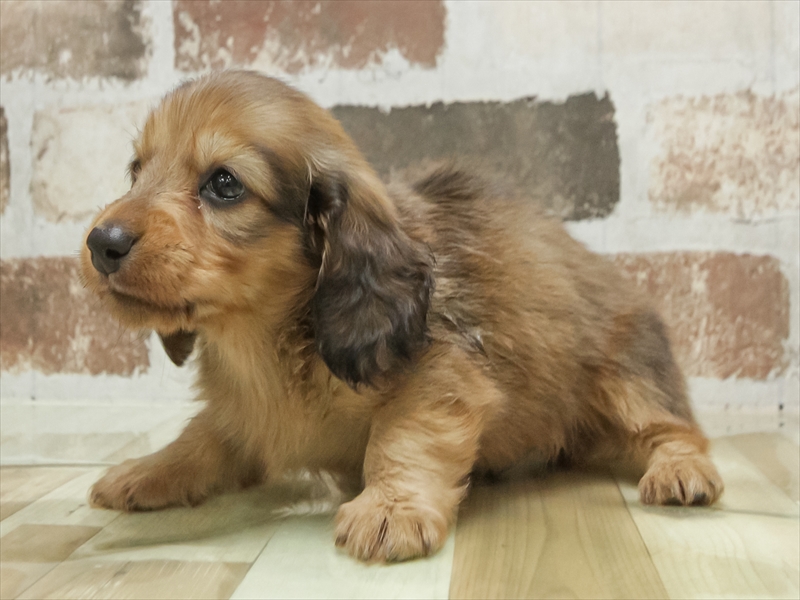 愛知県のミニチュアダックスフンド(ロング) (ワンラブ名古屋守山インター総本店/2026年2月2日生まれ/男の子/レッド)の子犬の2枚目の画像