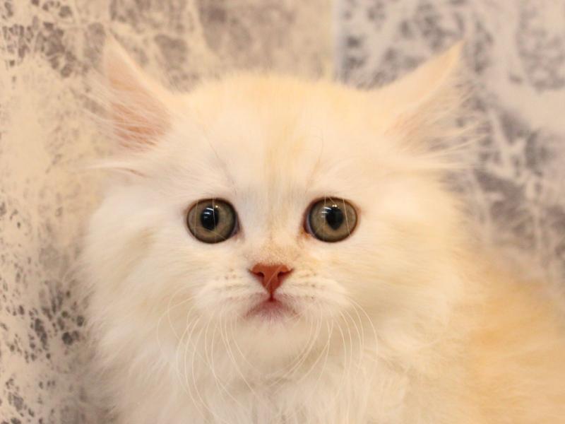 神奈川県のスコティッシュフォールド (ワンラブLICOPA 川崎店/2026年2月3日生まれ/女の子/シェルカメオ)の子猫の1枚目の画像