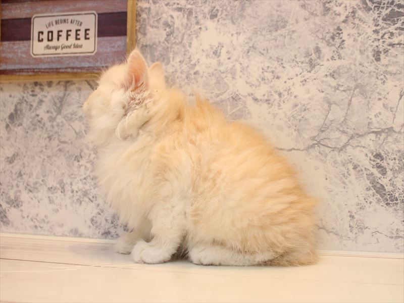 神奈川県のスコティッシュフォールド (ワンラブLICOPA 川崎店/2026年2月3日生まれ/女の子/シェルカメオ)の子猫の3枚目の画像