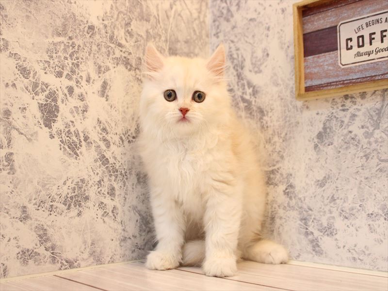 神奈川県のスコティッシュフォールド (ワンラブLICOPA 川崎店/2026年2月3日生まれ/女の子/シェルカメオ)の子猫の2枚目の画像