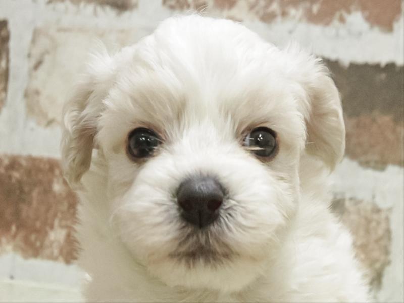 愛知県のビションフリーゼ (ワンラブ名古屋守山インター総本店/2026年2月1日生まれ/男の子/ホワイト)の子犬の1枚目の画像