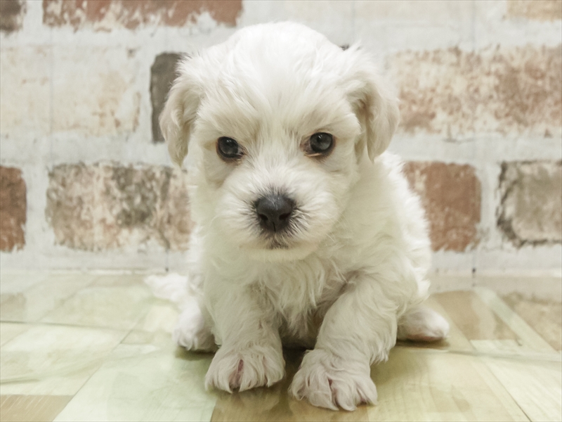 愛知県のビションフリーゼ (ワンラブ名古屋守山インター総本店/2026年2月1日生まれ/男の子/ホワイト)の子犬の3枚目の画像