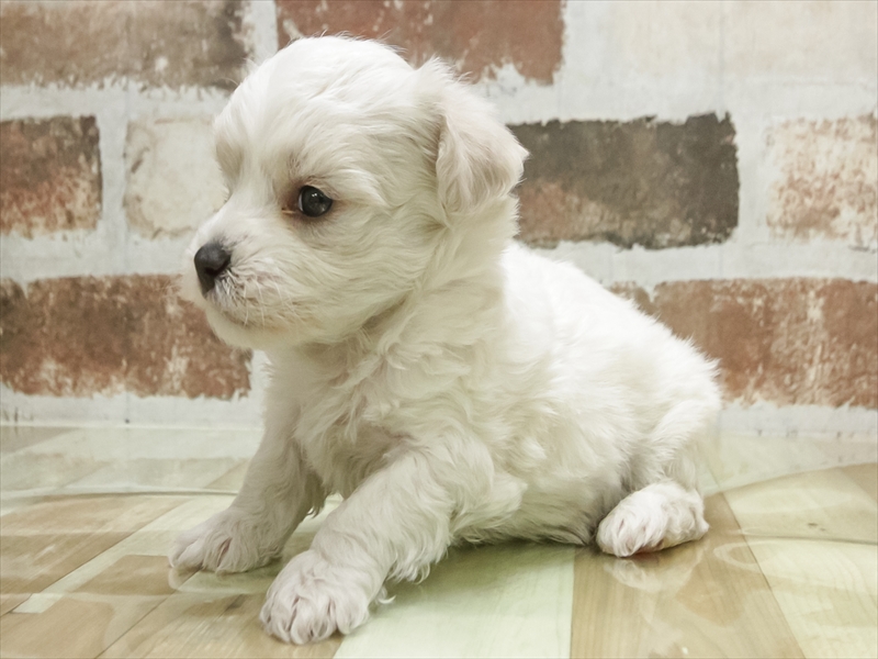 愛知県のビションフリーゼ (ワンラブ名古屋守山インター総本店/2026年2月1日生まれ/男の子/ホワイト)の子犬の2枚目の画像