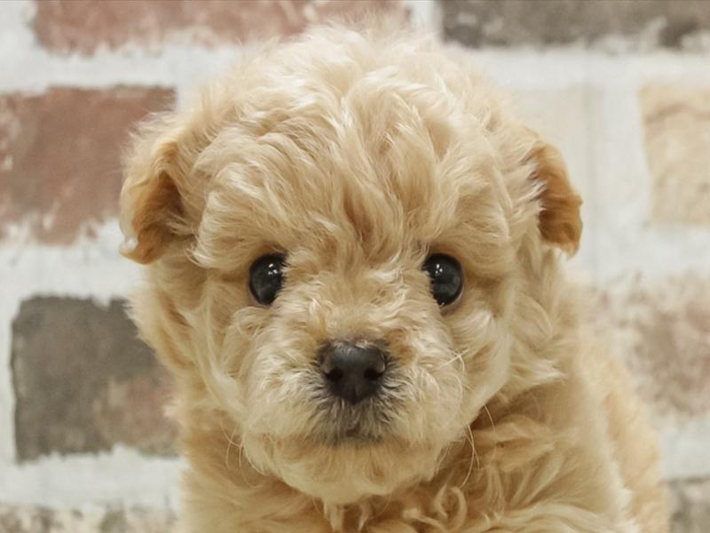 愛知県のトイプードル(タイニー) (ワンラブ名古屋守山インター総本店/2026年1月30日生まれ/女の子/クリーム)の子犬の1枚目の画像